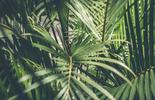 rspo