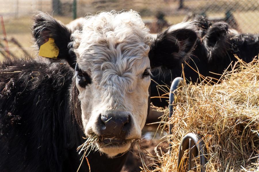 AGRI_11