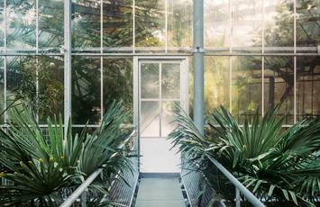 Certifikácia na preukázanie udržateľnosti pestovania palmového oleja